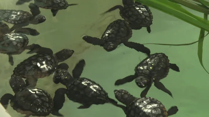 Prop de 200 cries de tortuga marina formen part del programa de cria artificial ‘Head starting’