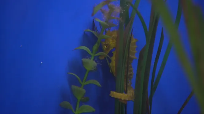 Cria de cavallets de mar en captivitat per augmentar-ne les poblacions al medi marí