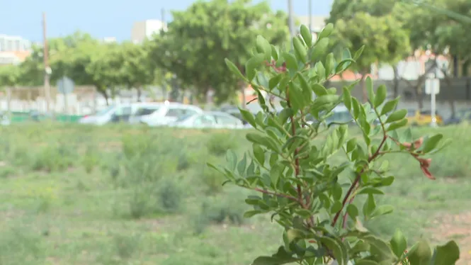 L’ajuntament d’Eivissa construirà el Mini Estadi Es Putxet per fases