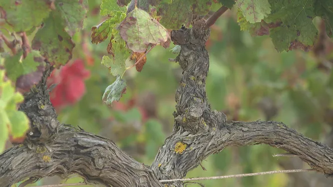 El tudó fa malbé un 5%25 de la producció de les vinyes de Formentera
