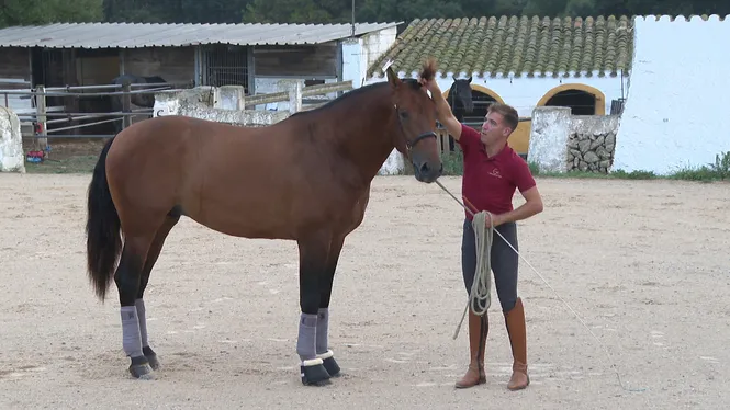 Els millors exemplars de cavalls de pura raça espanyola de les Illes competiran aquest cap de setmana a Ferreries