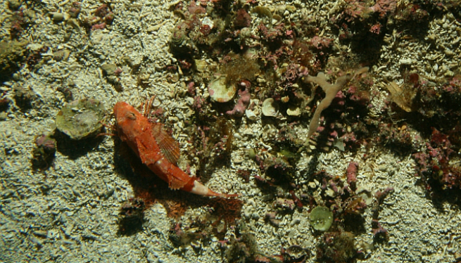 SOS algues vermelles: la pesca d’arrossegament arrabassa un 40%25 del seu l’ecosistema marí