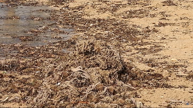 Cada dia retiren 30 bosses de residus de la platja de Can Pere Antoni