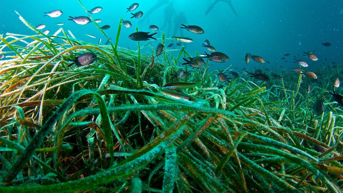 Decret per multar ‘in situ’ les barques que fondegin damunt la posidònia a tota la costa balear