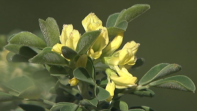 El Govern impulsa un pla per salvar una vintena de plantes autòctones pitiüses en perill