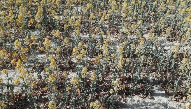 El vinagre ajuda les plantes a combatre la sequera