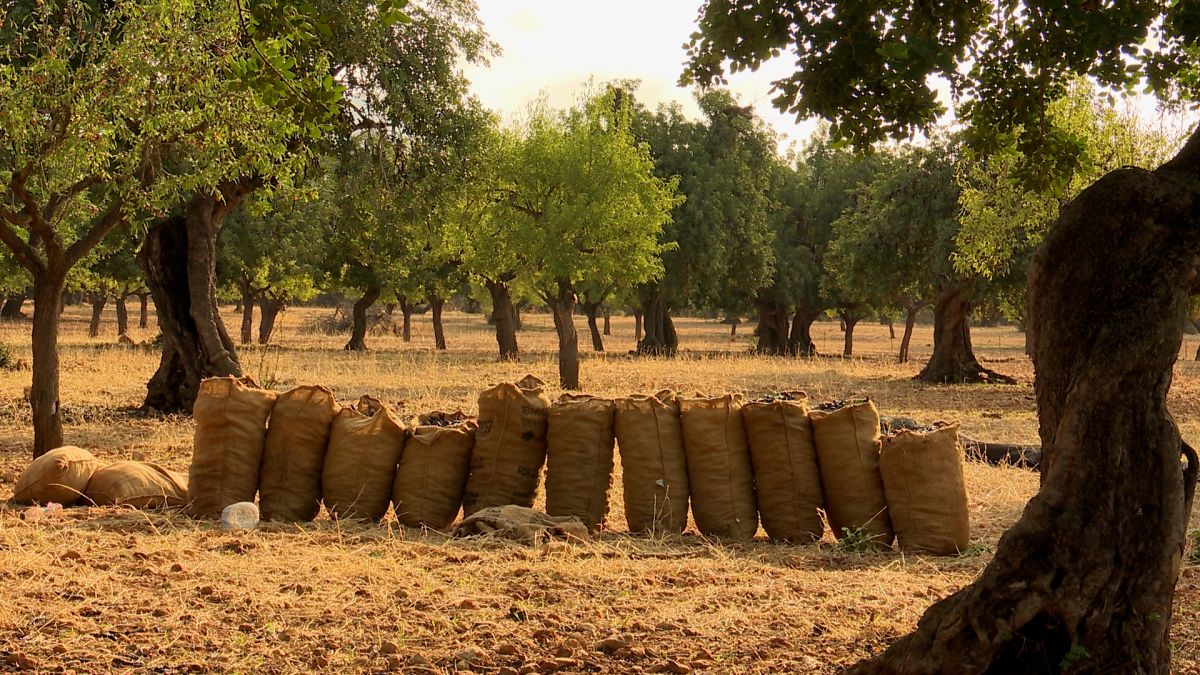 Collirem+garroves+a+una+gran+finca+de+Bunyola