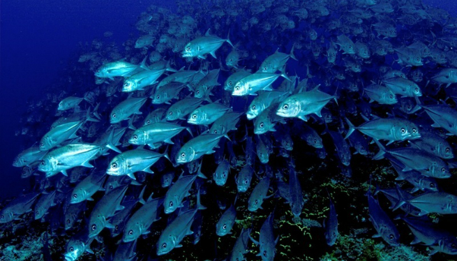 Els peixos neden agrupats per estalviar energia