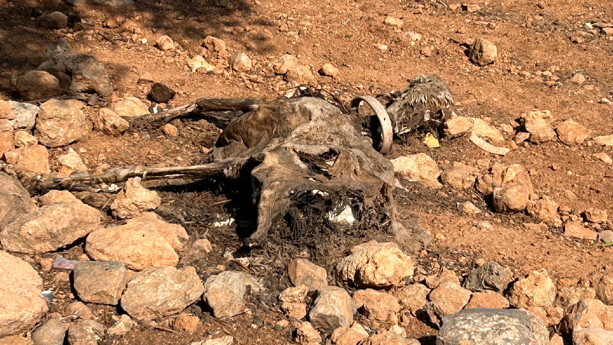 Progreso en Verde denuncia una finca de Palma amb animals morts i moribunds