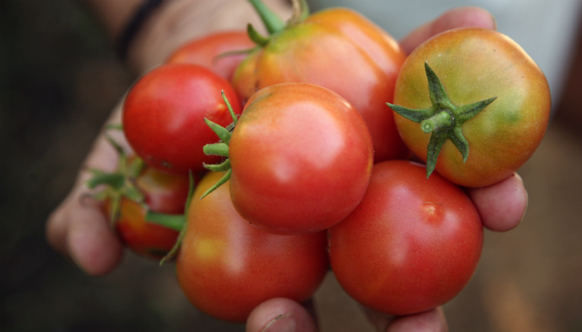 El pa pagès i la tomàtiga de ramellet, els productes més consumits per les famílies mallorquines amb fills