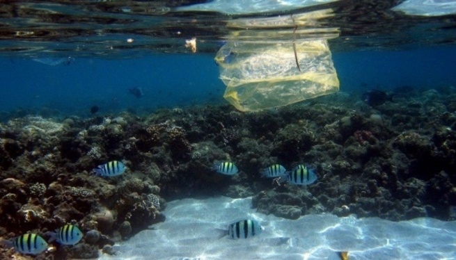 Els plàstics dels oceans causen danys cerebrals als peixos