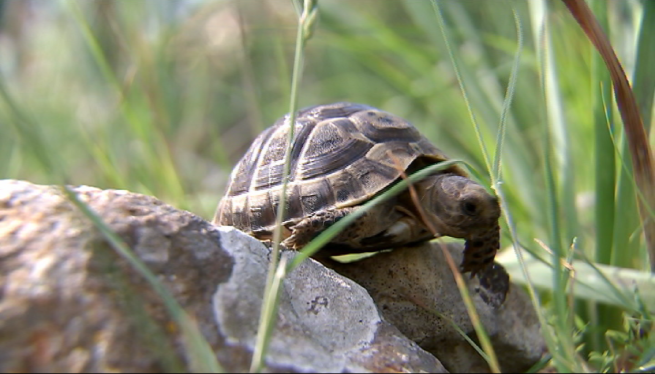 Amollen+200+tortugues+mores+a+la+finca+de+Galatz%C3%B3