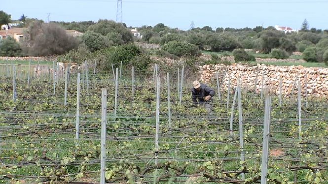 Productors+francesos+s%E2%80%99interessen+per+fer+vi+a+Menorca