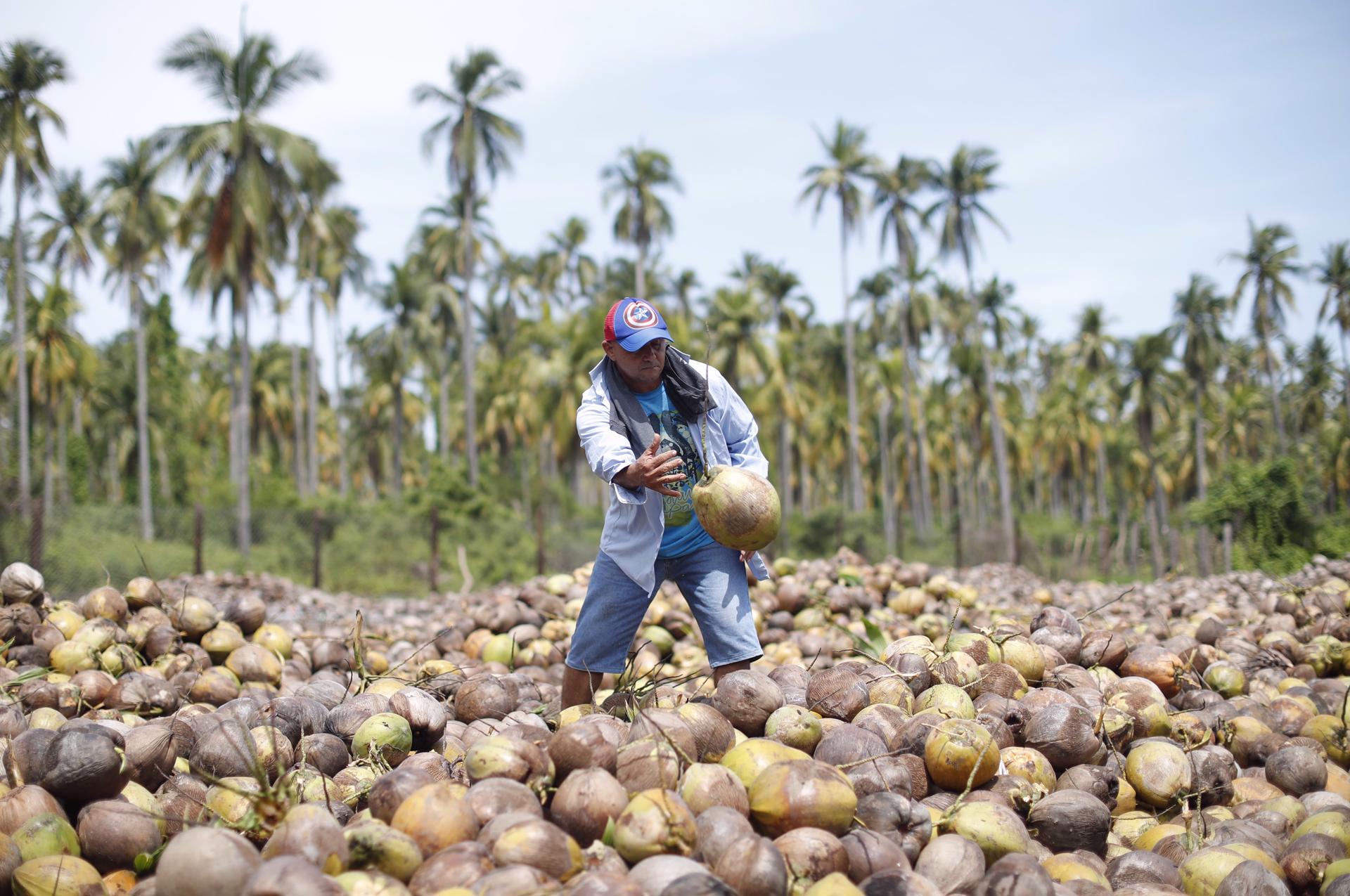 L'illa Espíritu Santo a El Salvador es manté amb la fabricació d'oli de coco. EFE/Rodrigo Sura
